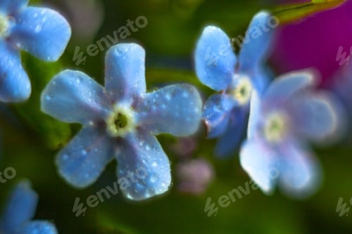 Preview: A Bunch Of Forget Me Nots With Morning Dew Drops