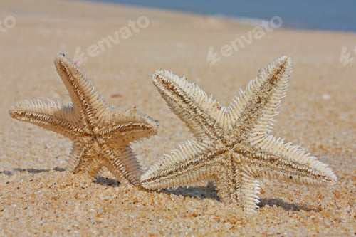 Preview: Sand Stars Sea Taken In Bekal, Kerala, India