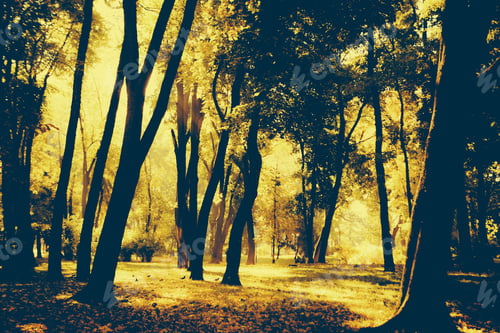 Preview: Golden Leaves On Branch, Autumn Wood With Sun Rays, Beautiful Landscape
