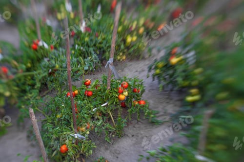 Preview: Ripe Garden Tomatoes Ready For Picking