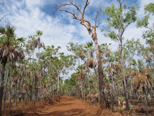 Preview: Mitchell Falls, Kimberley, West Australia