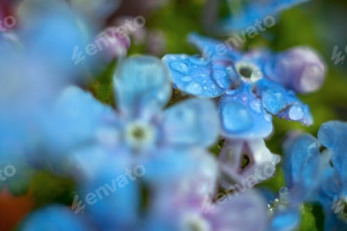 Preview: A Bunch Of Forget Me Nots With Morning Dew Drops