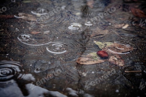 Preview: Autumn Leaf In Puddle