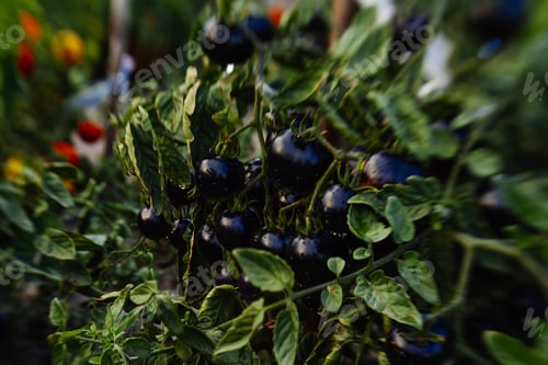 Preview: The Black Tomato, Indigo Rose