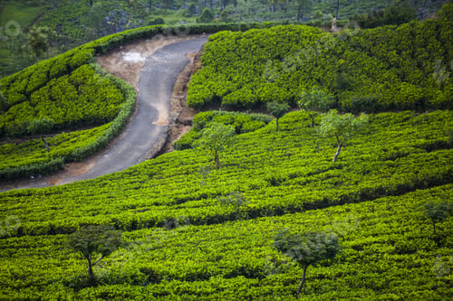 Preview: Tea Plantation Landscape In Sri Lanka
