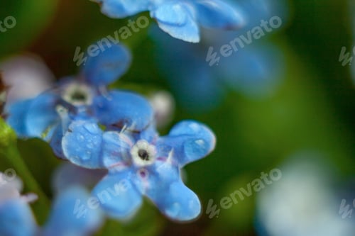 Preview: A Bunch Of Forget Me Nots With Morning Dew Drops