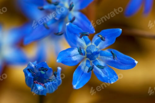 Preview: Scilla Bifolia, The Alpine Squill Blue Flower In Early Spring, Macro Photo