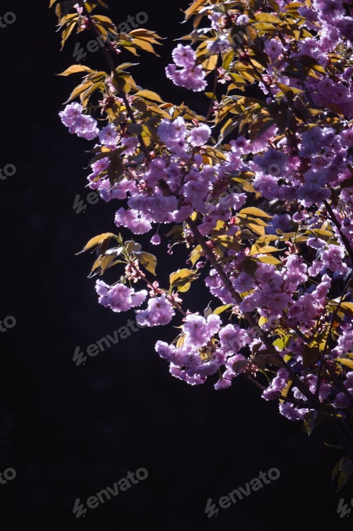 Preview: Sakura. Cherry Blossom In Springtime. Beautiful Pink Flowers