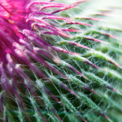 Preview: Closeup Of A Milk Thistle Flower