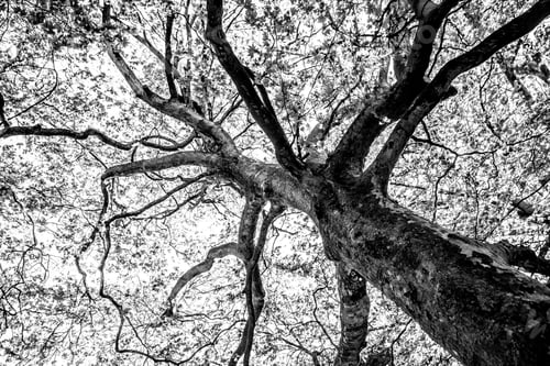 Preview: Black And White Graphical Natural Background Of Trees In Summer