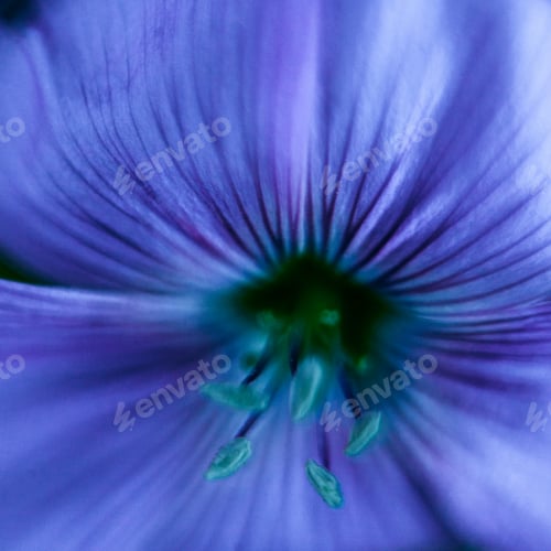 Preview: Close-Up Of Blue Flax Flower. Macro