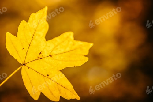 Preview: Orange Maple Leaf Close Up