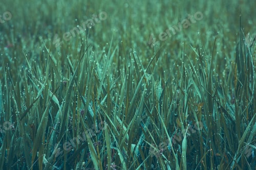 Preview: Fresh Thick Grass With Water Drops In The Early Morning