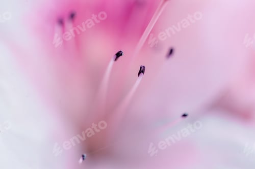 Preview: Bright Pink Rhododendron Macro Photo