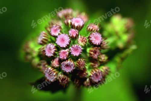 Preview: Burgundy Flower Garden
