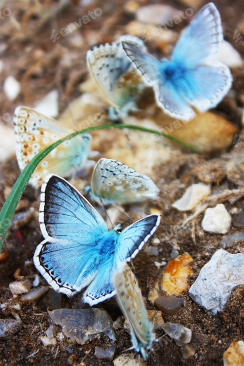 Preview: Common Blue Butterfly - Polyommatus Icarus On Marjoram