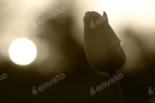 Vorschau: Meadow Flowers At Sunset