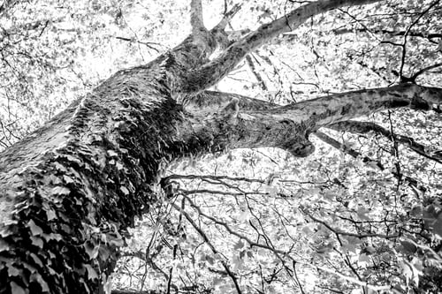 Preview: Black And White Graphical Natural Background Of Trees In Summer