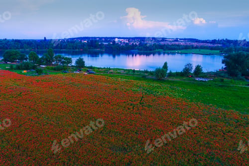 Preview: Large Field Of Red Poppy Flowers In Early Summer