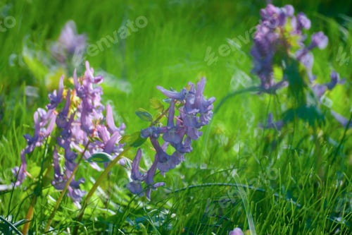 Preview: Violet Flowers Green Summer Grass Meadow Close-Up With Bright Sunlight. Sunny Spring Background