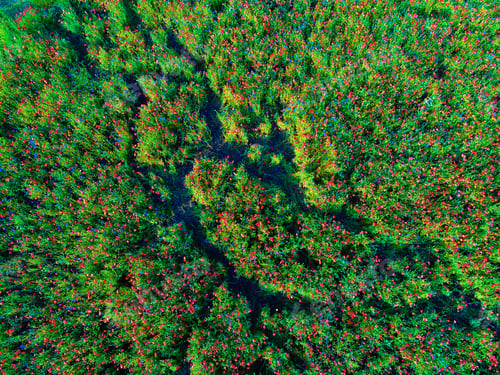Preview: Large Field Of Red Poppy Flowers In Early Summer