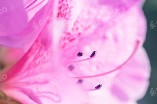 Preview: Bright Pink Rhododendron Macro Photo