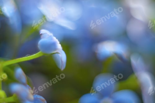 Preview: Macro Of Forget-Me-Not Flower
