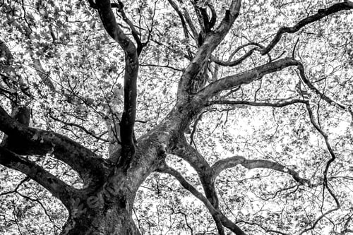 Preview: Black And White Graphical Natural Background Of Trees In Summer