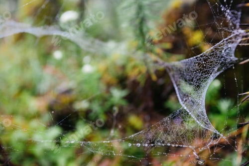 Preview: Spider Net With Water Drops, Early Morning Fog