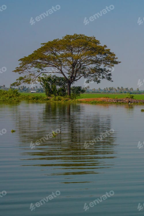 Preview: Palm Trees Taken On The Backwaters Of Kerala, India