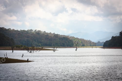 Preview: Lake, Periyar National Park, Kerala, India