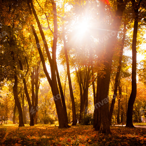 Preview: Yellow, Orange And Red Autumn Leaves In Beautiful Fall Park.