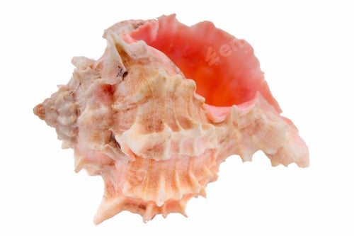 Preview: Seashell On The White Background