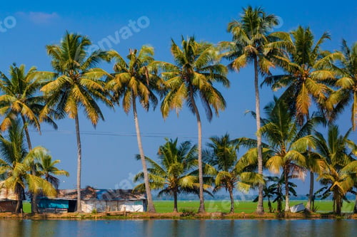 Preview: Palm Trees Taken On The Backwaters Of Kerala, India