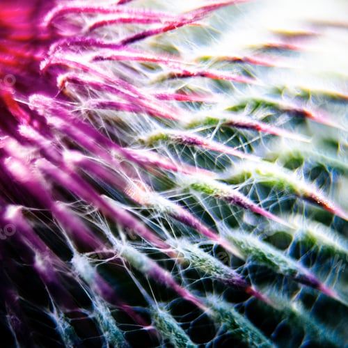 Preview: Closeup Of A Milk Thistle Flower