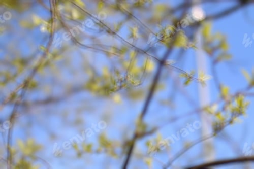 Preview: Background Concept Spring Buds Of Green Trees