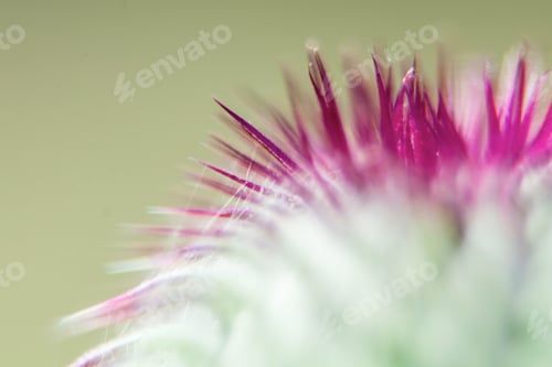 Preview: Closeup Of A Milk Thistle Flower