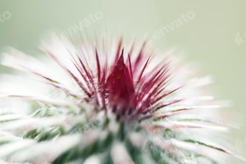 Preview: Closeup Of A Milk Thistle Flower
