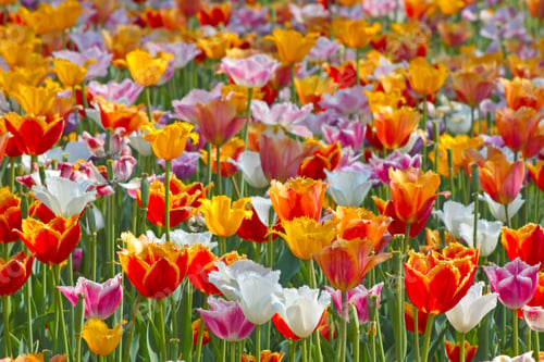 Preview: Colorful Tulips