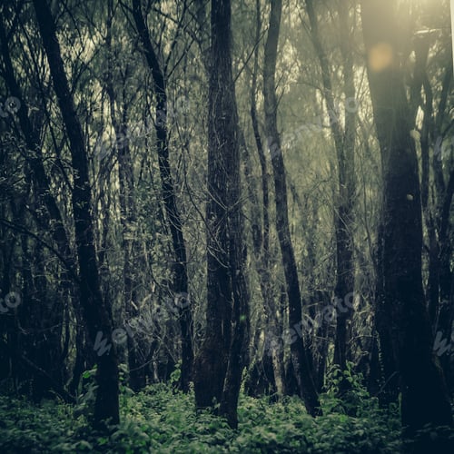 Preview: Misty Morning In The Forest