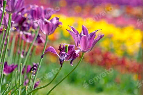 Preview: Colorful Tulips
