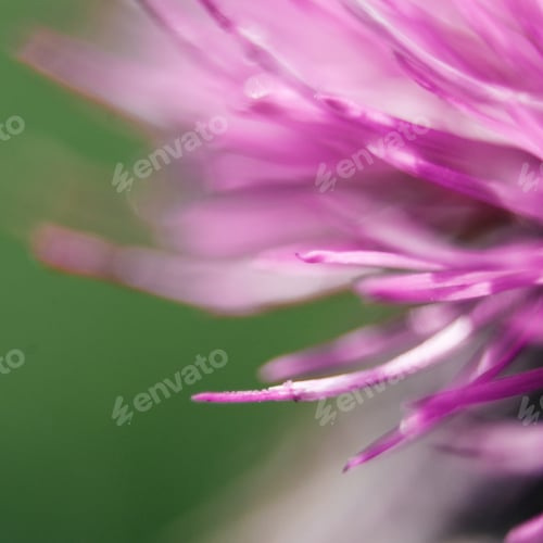 Preview: Closeup Of A Milk Thistle Flower