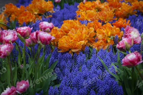 Preview: Blooming Wild Flowers On The Meadow At Spring Time