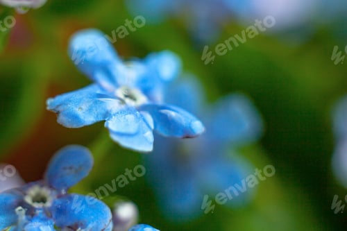 Preview: A Bunch Of Forget Me Nots With Morning Dew Drops