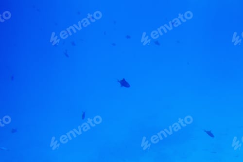 Preview: Underwater Life Of The Red Sea With Fishes And Corals, Egypt