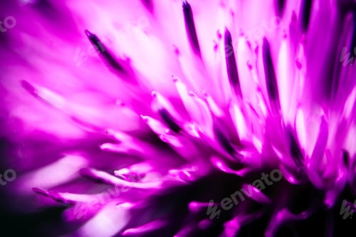 Preview: Closeup Of A Milk Thistle Flower
