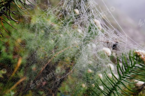 Preview: Spider Net With Water Drops, Early Morning Fog