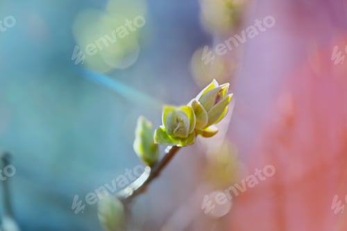 Preview: First Leafes And Kidneys In Spring Inbright Sunlight