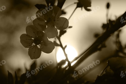 Preview: Cherry Blossom At Sunset