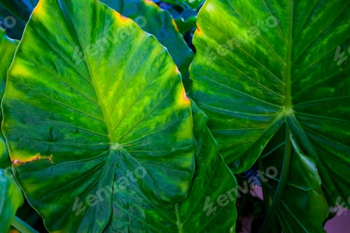 Preview: Beautiful Bright Green Alocasia Leaf Taken In Athens